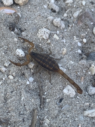 Centruroides hentzi image