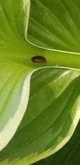 Serica atracapilla