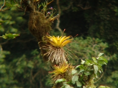 Tillandsia complanata