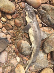 Mustelus mustelus