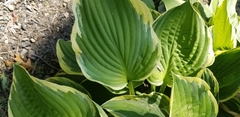 Serica atracapilla
