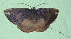 Astygisa vexillaria