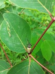 Trigonarthris