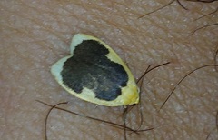 Pseudoblabes oophora