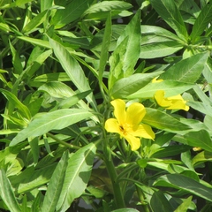 Ludwigia hexapetala