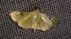 Goniorhynchus
