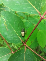 Trigonarthris