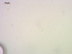 Melanoleuca strictipes