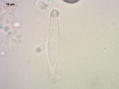 Melanoleuca strictipes