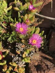 Ruschia promontorii