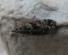 Eudonia minualis