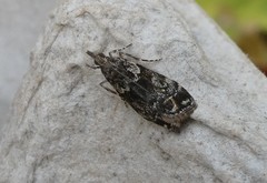 Eudonia minualis