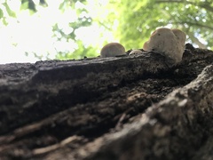 Niveoporofomes spraguei