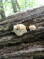 Niveoporofomes spraguei