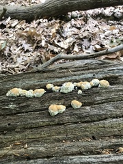 Niveoporofomes spraguei