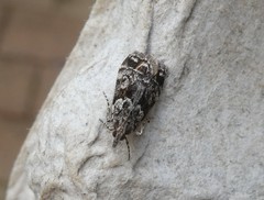 Eudonia minualis