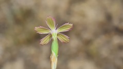 Dianthus bicolor