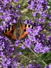 Aglais urticae
