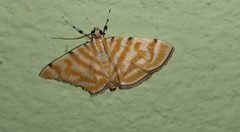 Notarcha