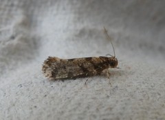 Parochmastis hilderi