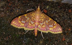 Ischnurges