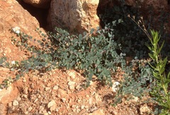 Capparis zoharyi