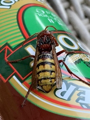 Vespa crabro