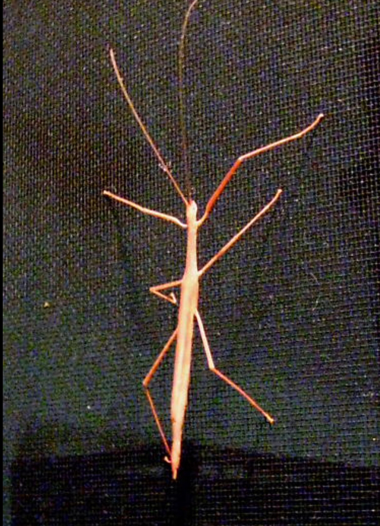 Pickwick Insect Pinkwing Stick Insect from Rockland County, US-NY, US on July 22, 2020 ...