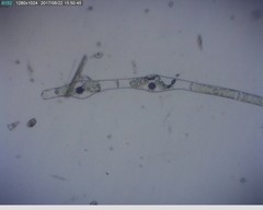 Micromyces zygogonii