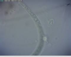 Chytridiomycota