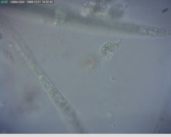 Chytridiomycota