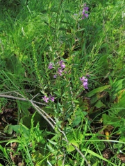 Lythrum alatum