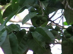 Brosimum alicastrum