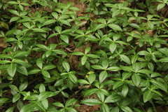 Vinca minor