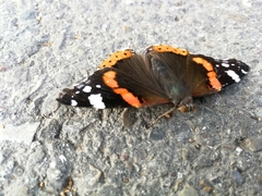 Vanessa atalanta