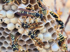 Polistes mongolicus