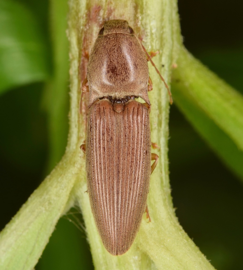 Conoderus lividus (Click Beetles [Elateridae] of Georgia) · iNaturalist