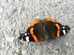 Vanessa atalanta