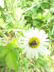 Trichiotinus assimilis