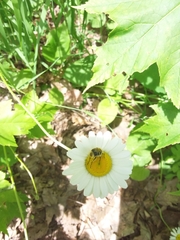 Trichiotinus assimilis