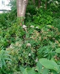 Valeriana officinalis