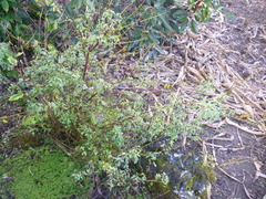 Crotalaria longirostrata