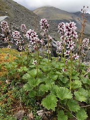 Boykinia richardsonii