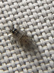Graphopsocus cruciatus