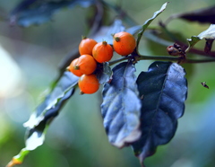 Mitriostigma axillare