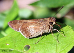 Borbo fatuellus