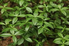 Vinca minor