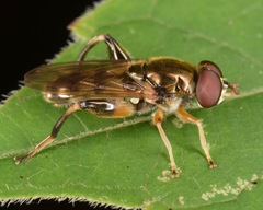 Chalcosyrphus metallicus