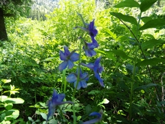Delphinium nuttallii