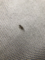 Graphopsocus cruciatus